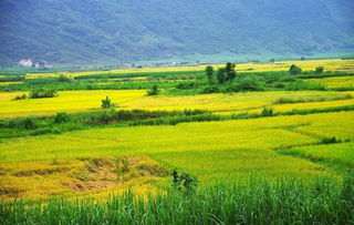 禾下乘涼夢，倉廩實而知榮光 14億中國人的糧食安全密碼
